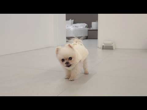 Видео: Этот щенок не хочет заходить внутрь, даже когда его окликают