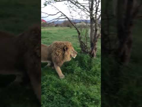 Видео: Папа слонов в саванне со львами!