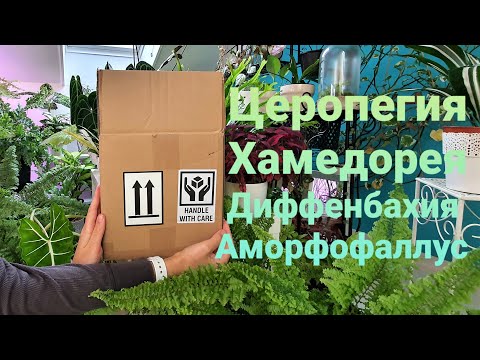 Видео: 📦Распаковка посылки - 4 Комнатных растения и уход после покупки.