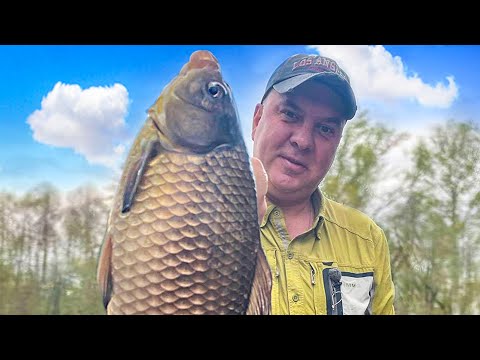 Видео: Ловля ОГРОМНЫХ КАРАСЕЙ и КАРПОВ на поплавок под ногами!!!...Снасти на пределе...