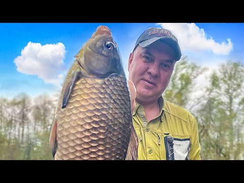 Видео: Ловля ОГРОМНЫХ КАРАСЕЙ и КАРПОВ на поплавок под ногами!!!...Снасти на пределе...