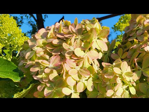 Видео: ПИКСИО и её полное окрашивание!
