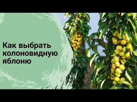 Видео: Как выбрать колоновидную яблоню// Сорта колоновидных яблонь