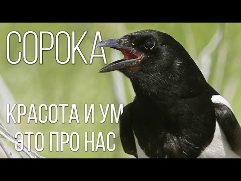 Видео: Сорока: Умная и смешная птица | Интересные факты про сорок