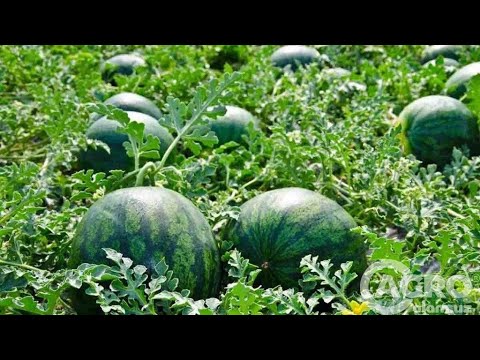Видео: KOREYADA TARVUZ EKISH VA YETISHTIRISH | ВЫРАЩИВАНИЕ И ВЫРАЩИВАНИЕ АРГУСТА В КОРЕЕ