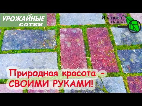 Видео: Мох - безопасный и прекрасный помощник!  Как развести мох?