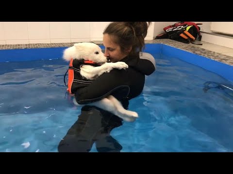 Видео: Крошечный щенок, родившийся другим, был брошен на помойке, пока не пришла любовь не изменила его мир