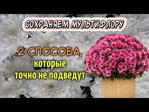 Видео: Хризантема мультифлора: осенний уход и 2 способа, чтобы сохранить до весны