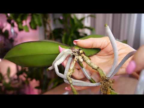 Видео: Орхидеи покупала с порченными корнями. Отрезать, зачистить, пересадить, но не сразу. Ждала корни