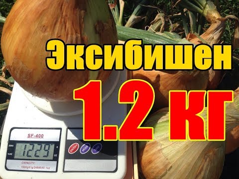 Видео: Технология выращивания гигантского лука Эксибишен / От семечки до луковицы 1230 грамм