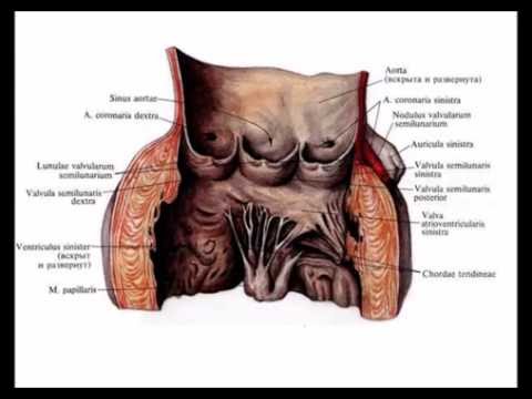 Видео: Сердце: топография, строение, кровоснабжение, иннервация, проводящая система