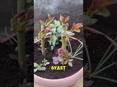 Видео: Идеальный способ вырастить розы! 🌹 #лайфхаки #сад #рекомендации