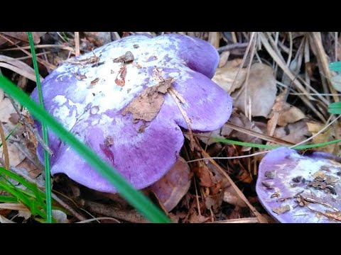 Видео: Грибы в ноябре. Сочи Лазаревский р-н