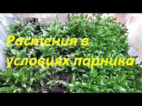 Видео: Меристемные аквариумные растения.  Акт 2