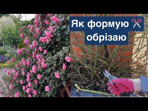 Видео: Як формую✂️обрізаю найкращу троянду в нашому саду