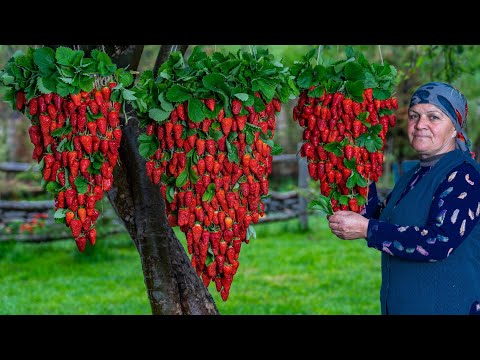 Видео: Пастила из Свежей Клубники: Без Сахара, 100% НАТУРАЛЬНЫЕ