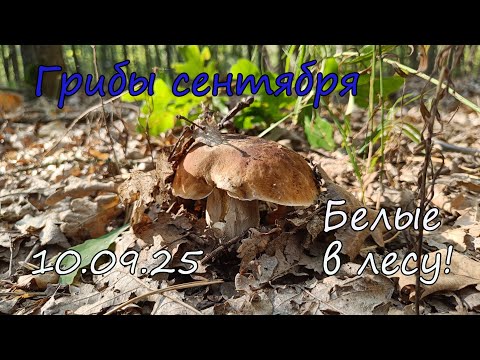 Видео: Грибы сентября. Белые в лесу! Поход 10.09.25