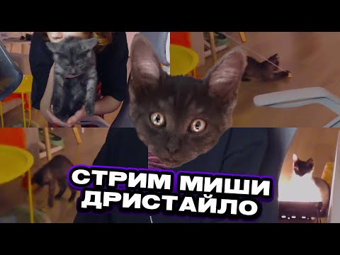 Видео: СТРИМ МИШИ ЕСАУЛОВА (да, это нарезка всех тыгыдык кота) | РЕАКЦИЯ ЕСАУЛ | НАРЕЗКИ ЕСАУЛ