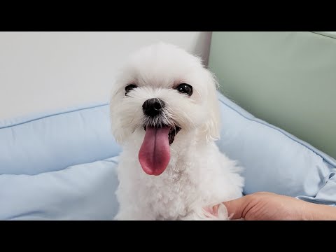 Видео: Рутина после прогулки с собакой, которую посочувствует дворецкому