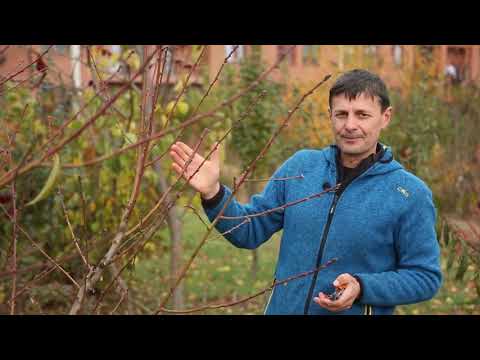 Видео: Как обрезать персик