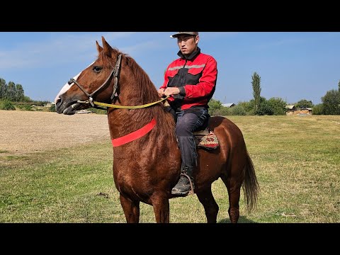 Видео: жоон жолпу таамай ЧАГЫЛГАН