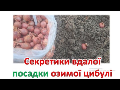 Видео: Садим озимый лук для удачного урожая. Удобрения, схема посадки.