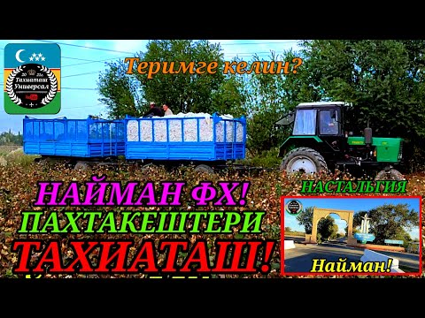 Видео: ПАХТА ТЕРИМ 2024 #тахиаташ#каракалпакистан#пахта#хлопок#хлопковоеполе#найман#ауыл#сборхлопка#фермер