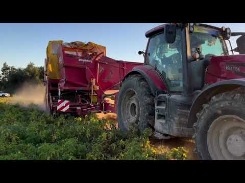 Видео: копання картоплі