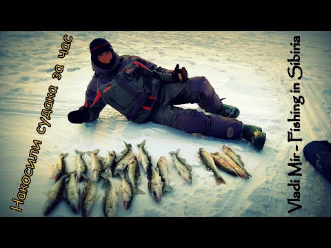 Видео: Накосили СУДАКА за ЧАС. Что лучше ВИБ или БЛЕСНА и Как не уехать с "0"???