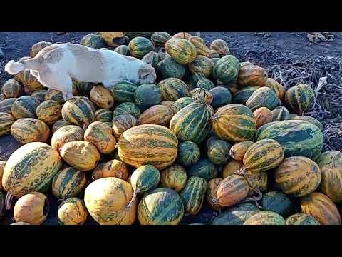 Видео: роздуми про гарбузи 2025