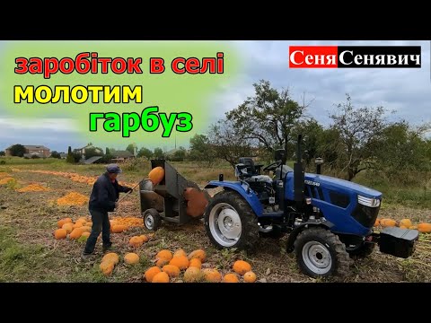 Видео: Почали молотити гарбуз на насіння КОМБАЙНОМ МОРОЗА, гарбузове насіння, як варіант заробітку в селі!