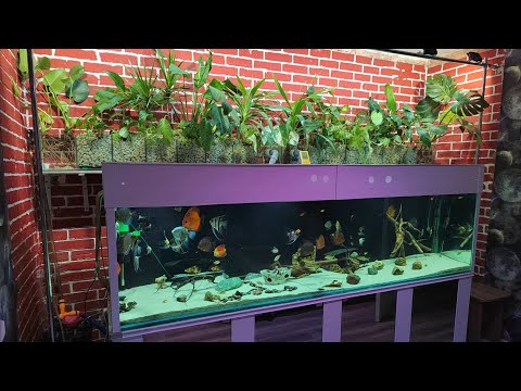 Видео: растения для фитофильтра(фф)