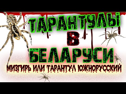 Видео: ТАРАНТУЛЫ В БЕЛАРУСИ.  Всё о Южнорусском тарантуле