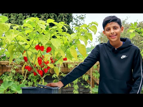 Видео: СБОР САМОГО ОСТРОГО ПЕРЦА В МИРЕ | Как вырастить перец чили дома (выпуск 7)