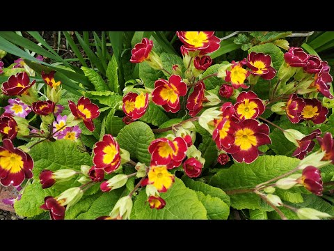 Видео: Примули багаторічні.🏵️