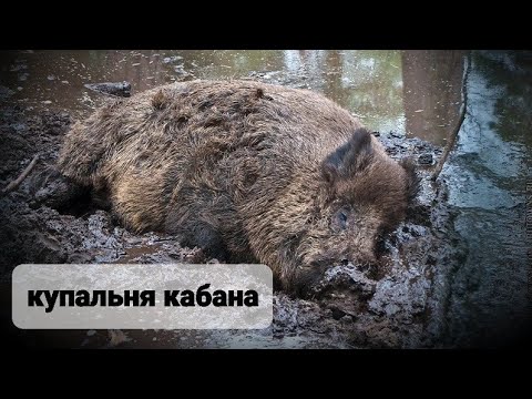 Видео: КУПАЛЬНЯ КАБАНА/ СОЛЁНЫЙ КОКТЕЙЛЬ ДЛЯ КАБАНА/