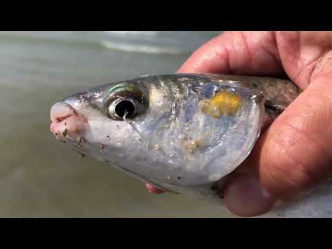 Видео: Актауская  рыбалка  2021