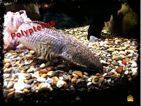 Видео: Плюсы и минусы Полиптерус / Стоит ли покупать