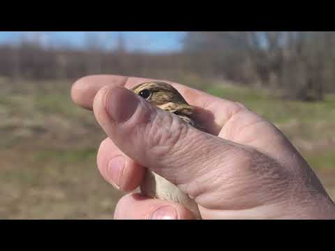 Видео: ловля птиц на тайник и путанку, лесной конёк и пеночка весничка😊