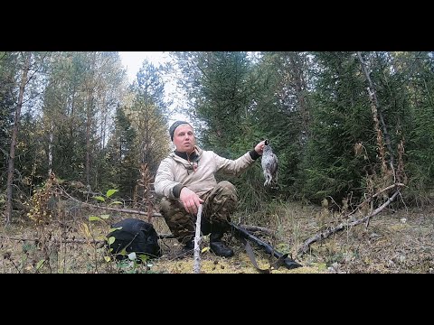 Видео: Охота на рябчика 2024.