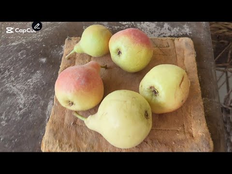 Видео: ХОВЛИМИЗДА ТУКИНЧИЛИК 🍐🍐🍐🍐🍐🍐🍐