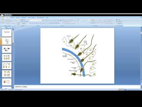 Видео: 3. Развитие человека