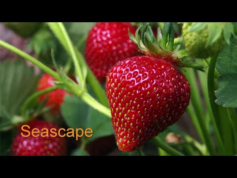 Видео: Спросите садовода Линна: ​​«Какой сорт клубники лучше всего выращивать?