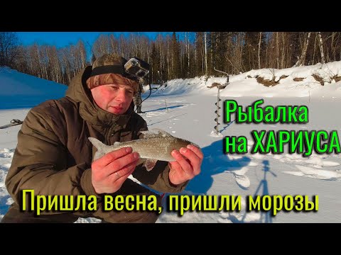 Видео: Пришла весна, пришли морозы. Рыбалка на ХАРИУСА. Ловля хариуса на мормышку. Республика Коми.