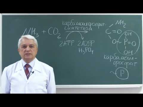 Видео: 13:50 Катаболизм белков 3