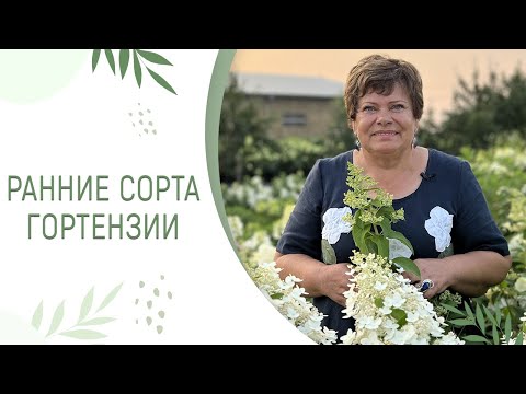 Видео: РАННИЕ СОРТА ГОРТЕНЗИИ | КАКИЕ ПОРАДУЮТ УЖЕ В ИЮНЕ