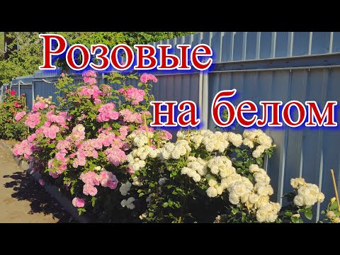 Видео: Обзор четырёх сортов роз не вошедших в лидеры продаж.