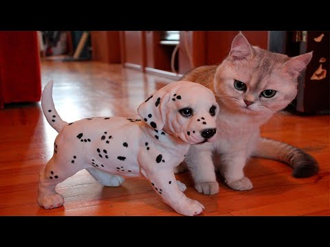 Видео: Я РЖАЛ ДО СЛЕЗ 😹 СМЕШНЫЕ КОШКИ И СОБАКИ | СМЕШНЫЕ ЖИВОТНЫЕ 2023 😹 ЛУЧШИЕ ПРИКОЛЫ #86