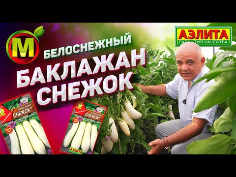Видео: 🍆 ОГО, СНЕЖОК! – Баклажан для Посадки в 2021 году