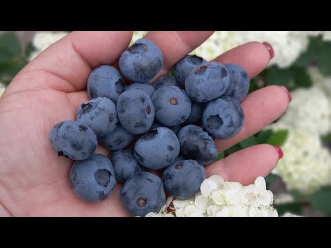 Видео: Хотите крупные и сладкие ягоды голубики???